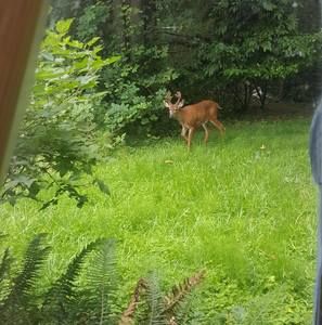 Meet your Posher, Arminia